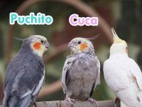 nombres para ninfas