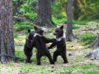 osos bebé bailando en el bosque