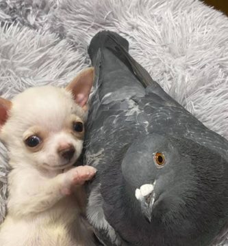 perro y paloma amigos