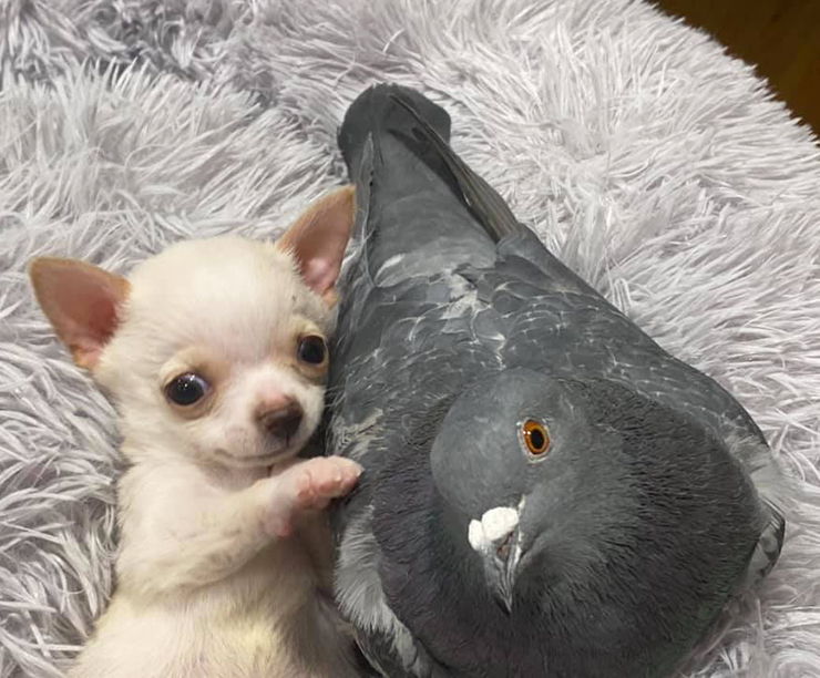 perro y paloma amigos