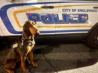 perro encuentra niña perdida olfato chaqueta