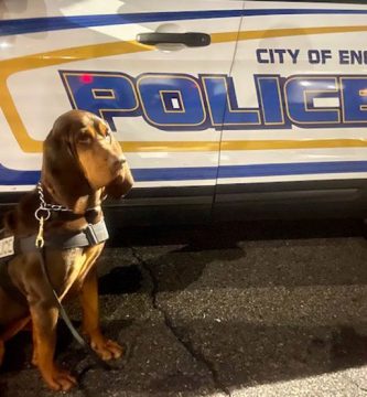 perro encuentra niña perdida olfato chaqueta