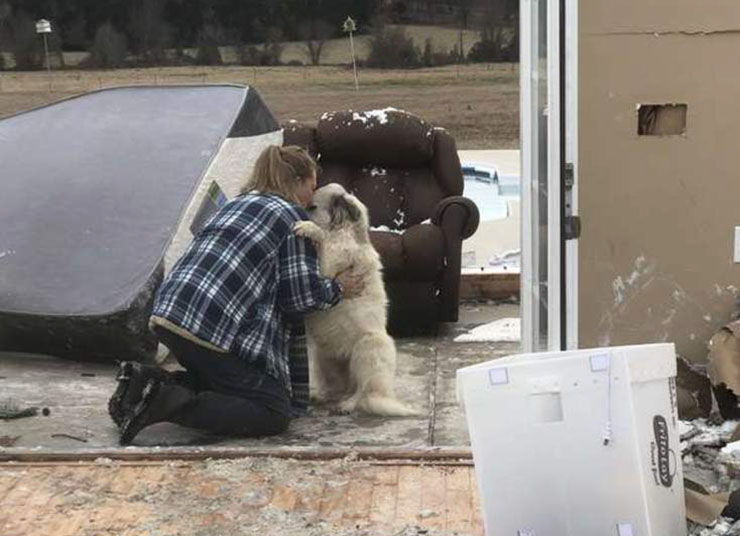 perro sobrevive tornado arkansas