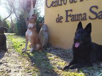 perros rescatan aves heridas