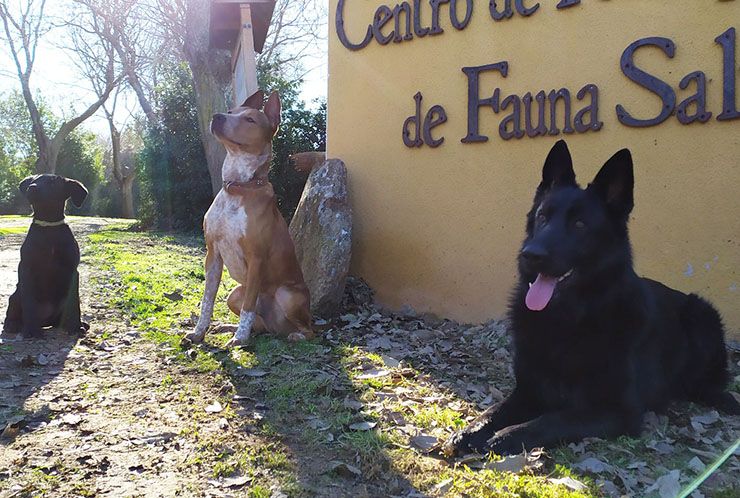 perros rescatan aves heridas
