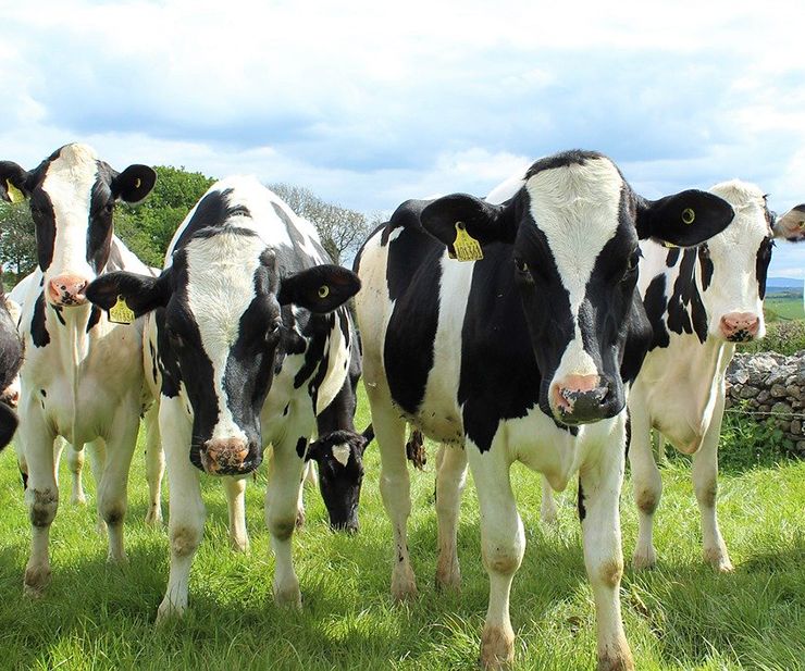 vacas con nombre dan más leche