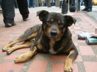 Holanda no tiene perros callejeros