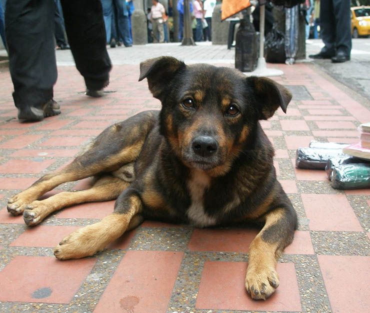 Holanda no tiene perros callejeros