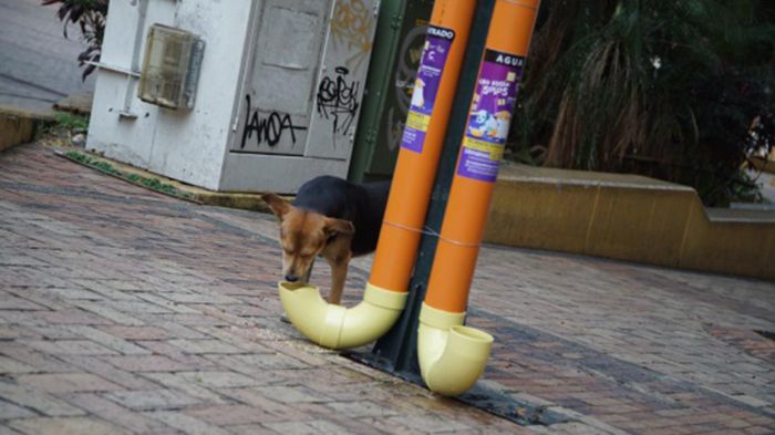 policia alimenta perros callejeros coronavirus