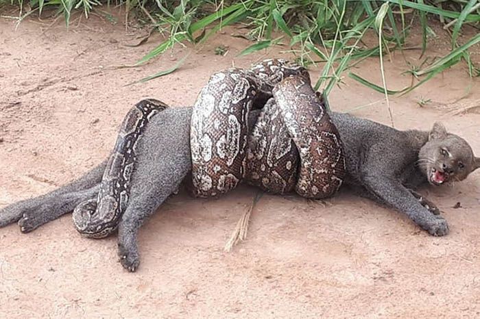 boa luchando contra puma