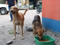 comederos perros coronavirus voluntarios