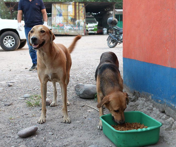 comederos perros coronavirus voluntarios