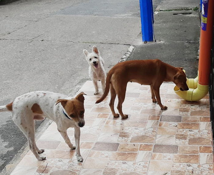 comida perros coronavirus
