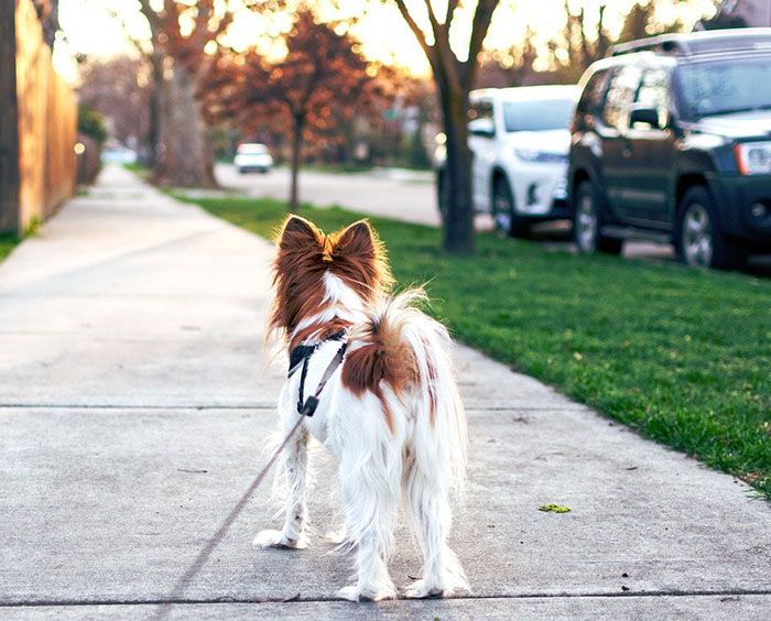 coronavirus en mascotas