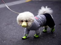 coronavirus en perros