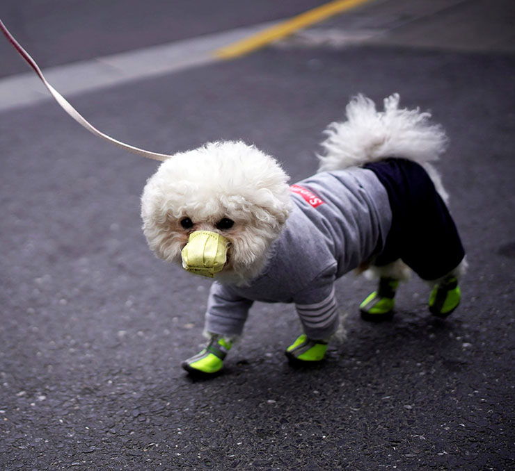 coronavirus en perros