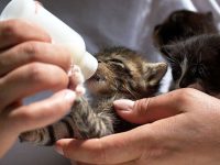 cuándo se destetan los gatitos