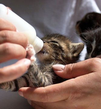 cuándo se destetan los gatitos