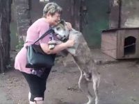 encuentra perro perdido 2 años