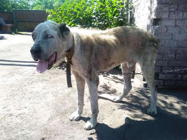 encuentra perro perdido 2 años