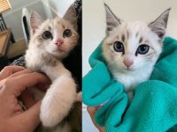 gatito rescatado confia en humanos