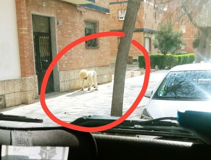 hombre disfrazado perro coronavirus