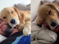 hombrea duerme con perro golden abrazado