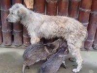 perrita amamanta sajino bebé