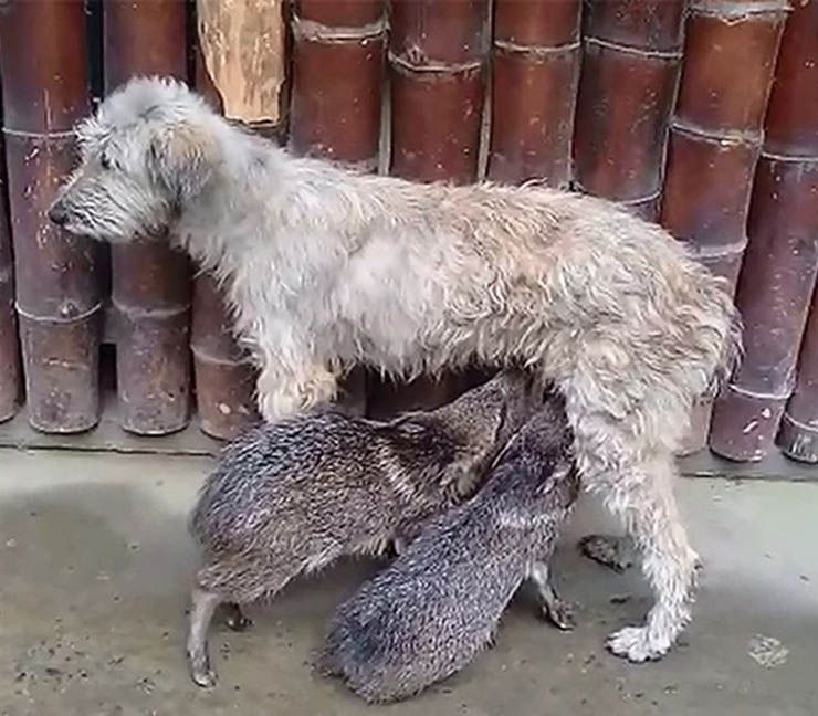 perrita amamanta sajino bebé