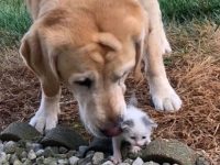 perro adopta gatito abandonado