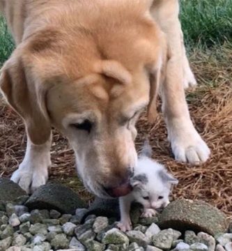 perro adopta gatito abandonado