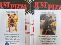 pizzeria perros cajas adopcion