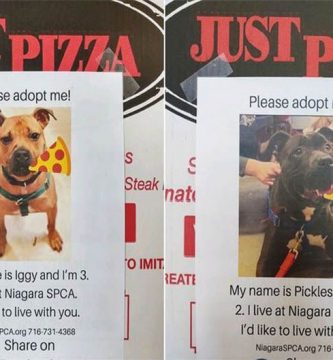 pizzeria perros cajas adopcion