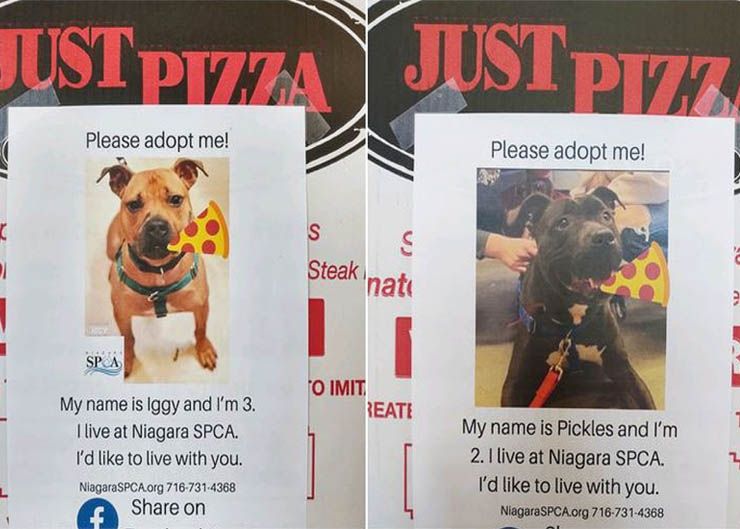 pizzeria perros cajas adopcion