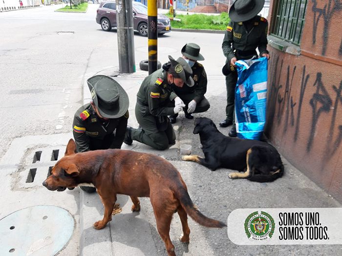 comida perros callejeros coronavirus