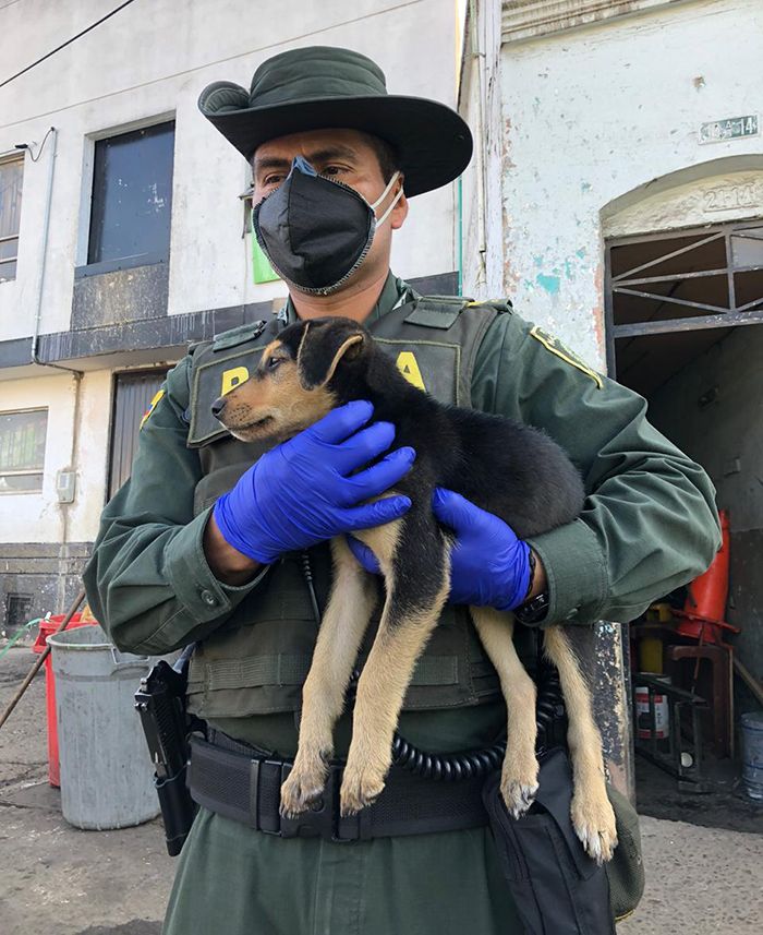 rescatan perros coronavirus callejeros