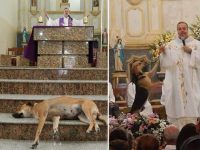perros en iglesia adopción