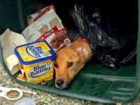 tira perro a la basura