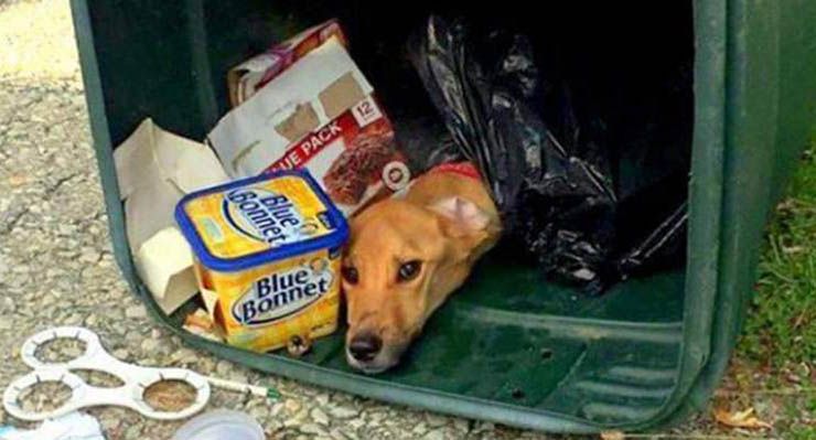 tira perro a la basura