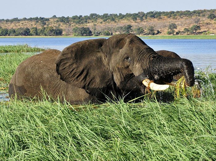 qué comen los elefantes