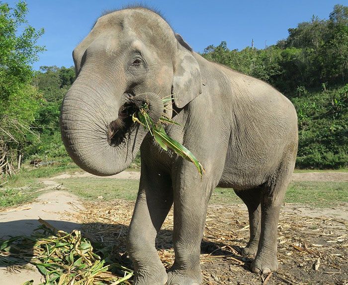 qué comen los elefantes