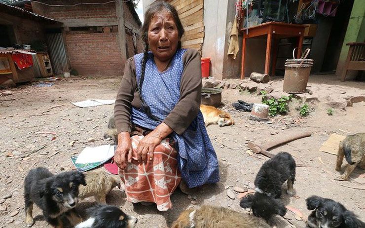 anciana alimenta perros no tiene para comer cusco