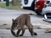 animales ciudades coronavirus
