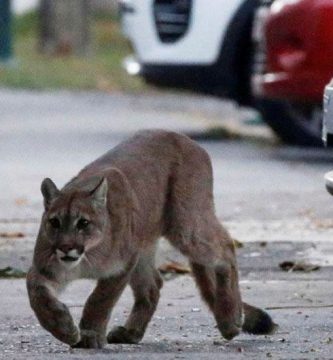 animales ciudades coronavirus