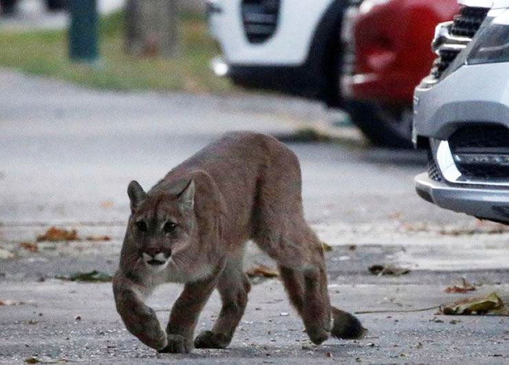animales ciudades coronavirus