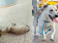 perro espera dueño muerto hospital