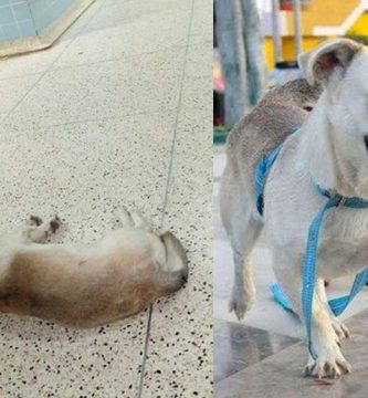 perro espera dueño muerto hospital