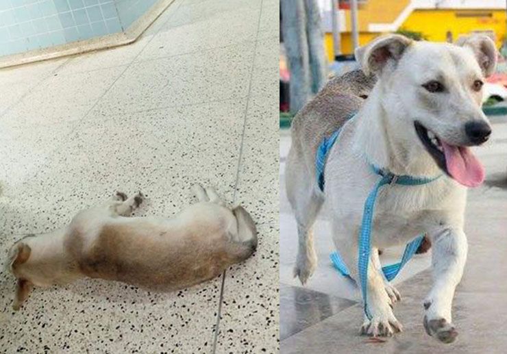 perro espera dueño muerto hospital