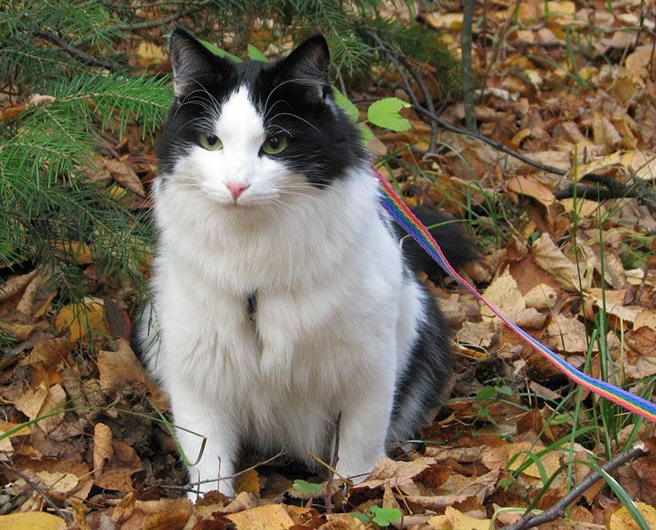 multada pasear gato coronavirus