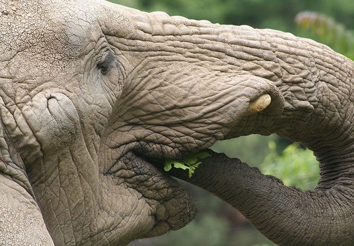 elefante comiendo